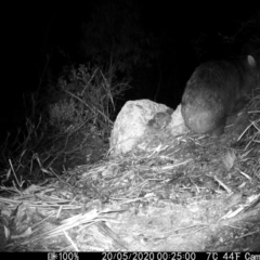 Vombatus ursinus at Rendezvous Creek, ACT - 20 May 2020