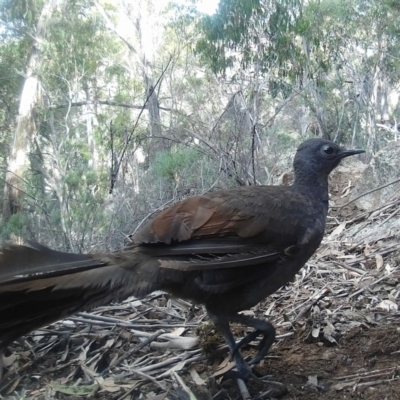 Menura novaehollandiae (Superb Lyrebird) at Namadgi National Park - 18 May 2020 by ChrisHolder