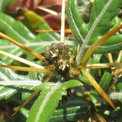 Xanthium spinosum (Bathurst Burr) at Narrabundah, ACT - 17 Apr 2020 by RobParnell