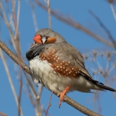 Taeniopygia guttata (Zebra Finch) at Jerrabomberra Wetlands - 6 Jul 2017 by rawshorty