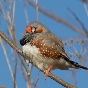 Taeniopygia guttata at Fyshwick, ACT - 7 Jul 2017