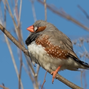 Taeniopygia guttata at Fyshwick, ACT - 7 Jul 2017