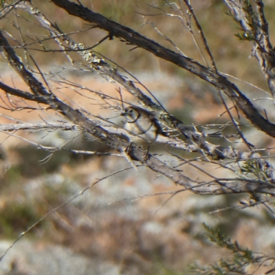 Stizoptera bichenovii (Double-barred Finch) at Jerrabomberra, NSW - 24 May 2020 by Wandiyali