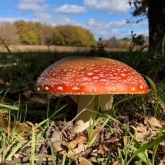 Amanita muscaria (Fly Agaric) at Yarralumla, ACT - 24 May 2020 by Ratcliffe