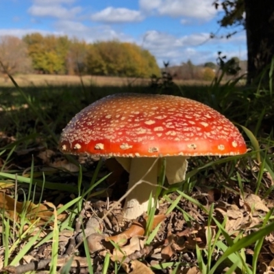 Amanita muscaria (Fly Agaric) at Yarralumla, ACT - 23 May 2020 by Ratcliffe