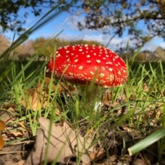 Amanita muscaria at Yarralumla, ACT - 24 May 2020 02:23 AM