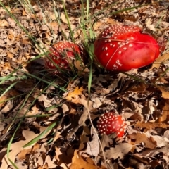 Amanita muscaria at Yarralumla, ACT - 24 May 2020 02:23 AM