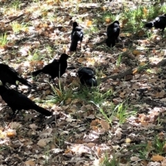 Corcorax melanorhamphos (White-winged Chough) at Yarralumla, ACT - 24 May 2020 by Ratcliffe