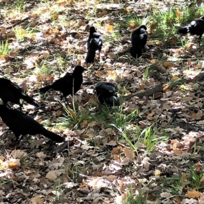 Corcorax melanorhamphos (White-winged Chough) at Yarralumla, ACT - 24 May 2020 by Ratcliffe