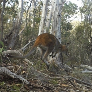 Notamacropus rufogriseus at Booth, ACT - 19 May 2020