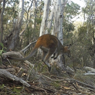 Notamacropus rufogriseus (Red-necked Wallaby) at Namadgi National Park - 19 May 2020 by ChrisHolder