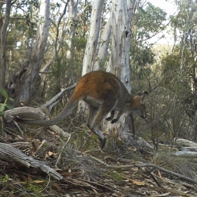 Notamacropus rufogriseus (Red-necked Wallaby) at Booth, ACT - 19 May 2020 by ChrisHolder