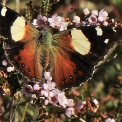 Vanessa itea (Yellow Admiral) at Aranda, ACT - 24 May 2020 by KMcCue