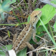 Amphibolurus muricatus (Jacky Lizard) at Wallaga Lake, NSW - 28 Mar 2020 by JackieLambert