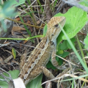 Amphibolurus muricatus at Wallaga Lake, NSW - 28 Mar 2020