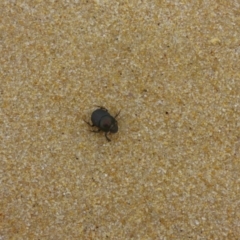 Onthophagus australis (Southern dung beetle) at Bermagui, NSW - 4 May 2020 by Jackie Lambert