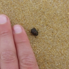 Onthophagus australis at Bermagui, NSW - 4 May 2020