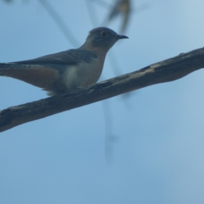 Cacomantis flabelliformis (Fan-tailed Cuckoo) at Murrah State Forest - 3 May 2020 by JackieLambert