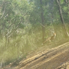Vulpes vulpes (Red Fox) at Murrah Flora Reserve - 3 May 2020 by JackieLambert