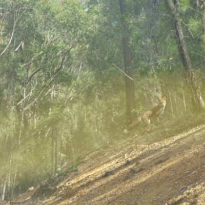 Vulpes vulpes (Red Fox) at Murrah, NSW - 3 May 2020 by Jackie Lambert
