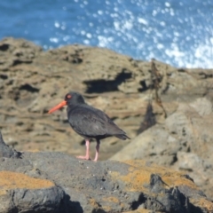 Haematopus fuliginosus (Sooty Oystercatcher) at Mystery Bay, NSW - 16 May 2020 by JackieLambert