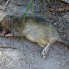 Rattus rattus (Black Rat) at Wallaga Lake, NSW - 16 May 2020 by JackieLambert