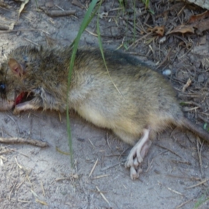 Rattus rattus at Wallaga Lake, NSW - 16 May 2020 11:23 AM