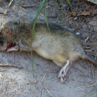 Rattus rattus (Black Rat) at Wallaga Lake, NSW - 16 May 2020 by JackieLambert