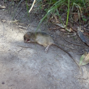 Rattus rattus at Wallaga Lake, NSW - 16 May 2020