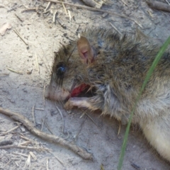 Rattus rattus at Wallaga Lake, NSW - 16 May 2020