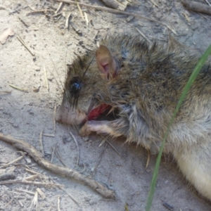 Rattus rattus at Wallaga Lake, NSW - 16 May 2020 11:23 AM