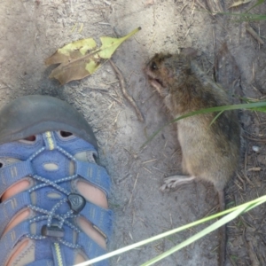 Rattus rattus at Wallaga Lake, NSW - 16 May 2020 11:23 AM