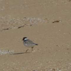 Charadrius rubricollis (Hooded Plover) at Central Tilba, NSW - 16 May 2020 by JackieLambert