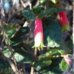 Correa reflexa var. speciosa at Wallaga Lake, NSW - 16 May 2020 by JackieLambert