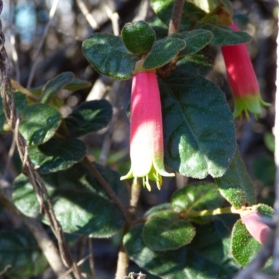 Correa reflexa var. speciosa at Wallaga Lake, NSW - 16 May 2020 by JackieLambert