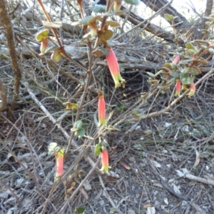 Correa reflexa var. speciosa at Wallaga Lake, NSW - 16 May 2020