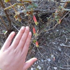 Correa reflexa var. speciosa at Wallaga Lake, NSW - 16 May 2020