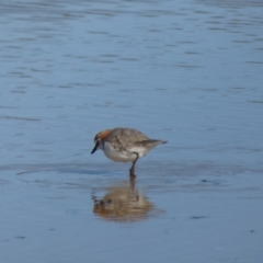 Anarhynchus ruficapillus (Red-capped Plover) at Wallaga Lake, NSW - 16 May 2020 by JackieLambert