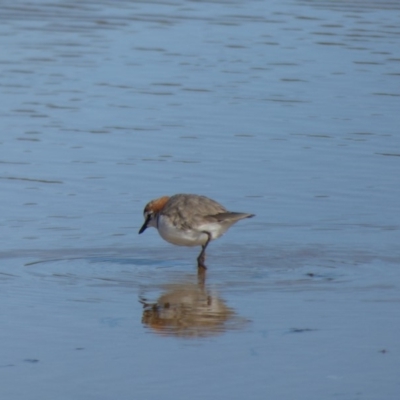 Anarhynchus ruficapillus (Red-capped Plover) at Wallaga Lake, NSW - 16 May 2020 by Jackie Lambert