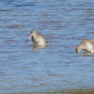 Limosa lapponica (Bar-tailed Godwit) at Wallaga Lake, NSW - 16 May 2020 by JackieLambert