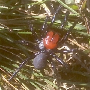 Missulena occatoria at Amaroo, ACT - 24 May 2020