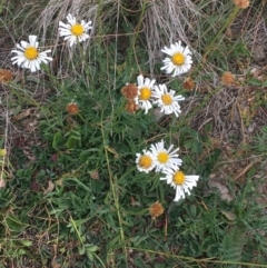 Brachyscome dentata (Lobe-Seed Daisy) at Corrowong, NSW - 25 May 2020 by BlackFlat