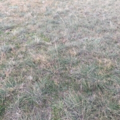 Austrostipa densiflora (Foxtail Speargrass) at Black Flat at Corrowong - 14 Jun 2020 by BlackFlat