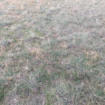 Austrostipa densiflora (Foxtail Speargrass) at Corrowong, NSW - 14 Jun 2020 by BlackFlat