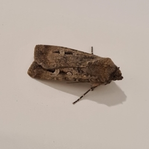 Agrotis infusa at Molonglo Valley, ACT - 24 May 2020