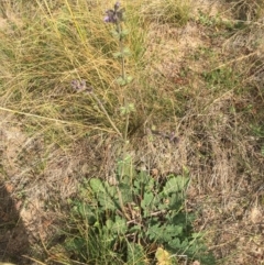 Salvia verbenaca var. verbenaca (Wild Sage) at Corrowong, NSW - 4 May 2020 by BlackFlat