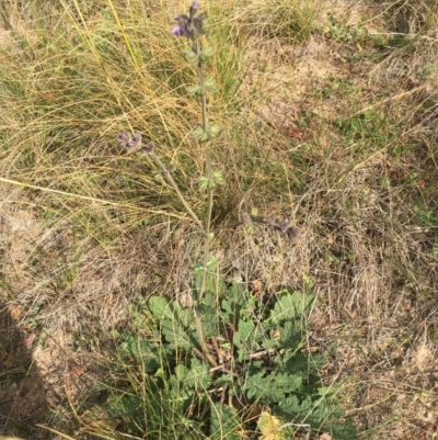 Salvia verbenaca var. verbenaca (Wild Sage) at Black Flat at Corrowong - 4 May 2020 by BlackFlat