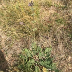 Salvia verbenaca var. verbenaca (Wild Sage) at Black Flat at Corrowong - 4 May 2020 by BlackFlat