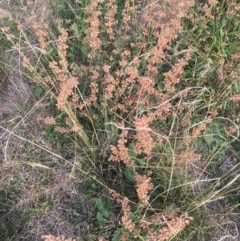 Salvia verbenaca var. verbenaca at Corrowong, NSW - 4 May 2020