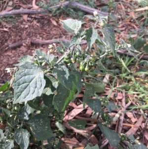Solanum nigrum at Corrowong, NSW - 4 May 2020